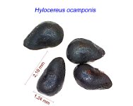 Hylocereus ocamponis.jpg